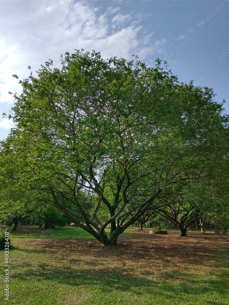 tree in the park