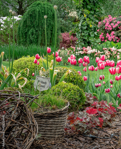 Tulipany w wiosennym ogrodzie pe  nym koloru i zieleni