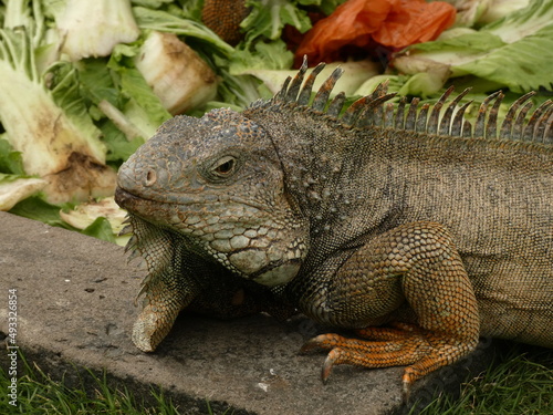 Green iguana  Iguana iguana  during feeding time in Seminario Park  Parque de las Iguanas   Guayaquil  Ecuador