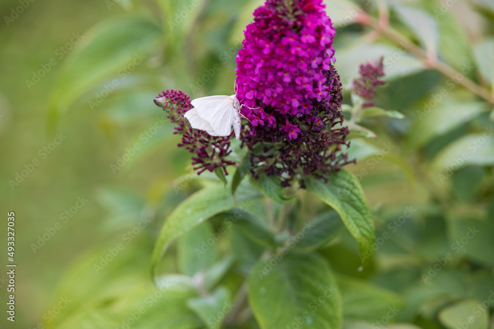 White butterfly sitting on purple flowers White butterfly sitting on purple flowers
