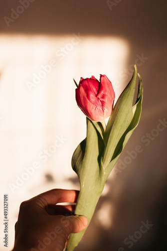 one tulip photo