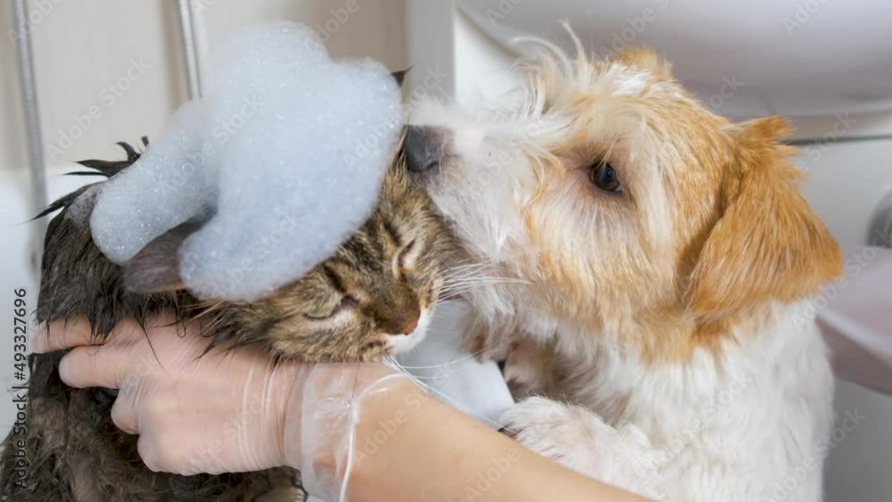 A Jack Russell Terrier dog helps a specialist wash a fluffy cat in the bathroom. Grooming procedure A Jack Russell Terrier dog helps a specialist wash a fluffy cat in the bathroom. Grooming procedure