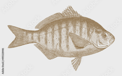 Young redtail surfperch amphistichus rhodoterus, North American marine fish in side view