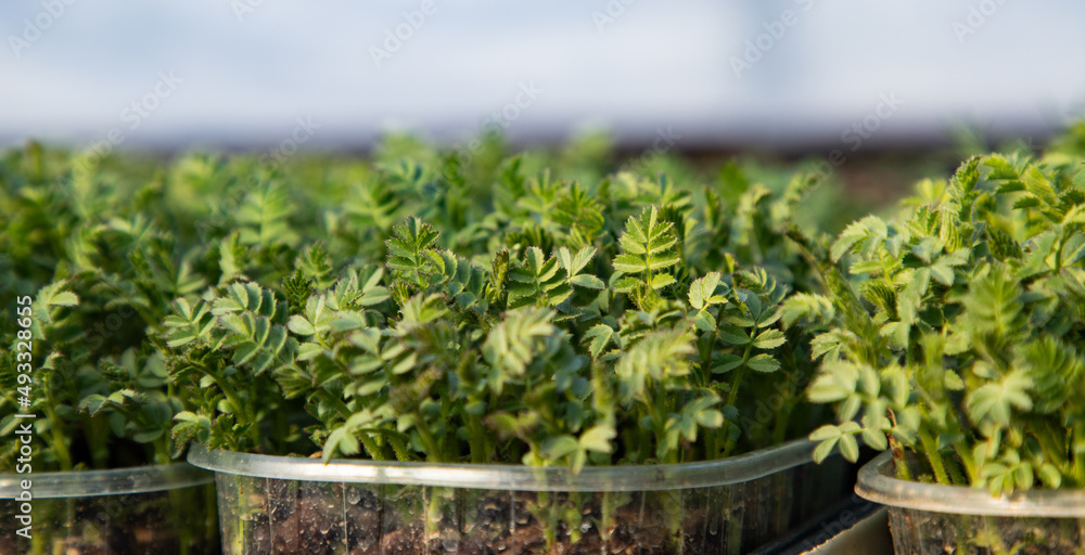 microgreens growing organic bio gardening microgreens growing organic bio gardening