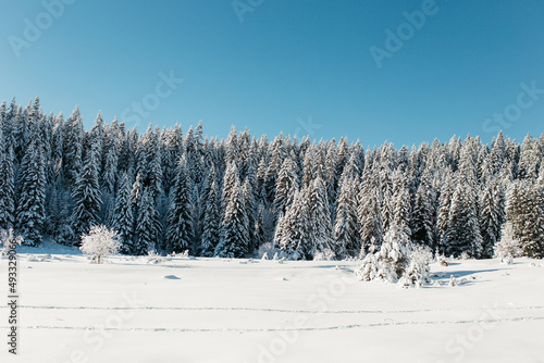 Snow covered trees in mountains photo