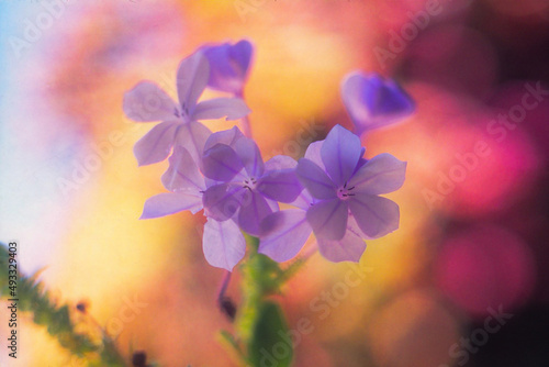 set of purple flowers on an out-of-focus background 