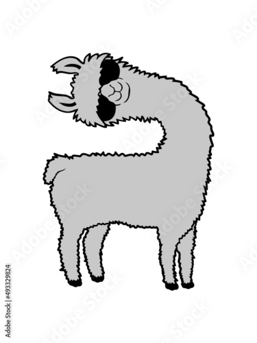 Lama guckt schief 