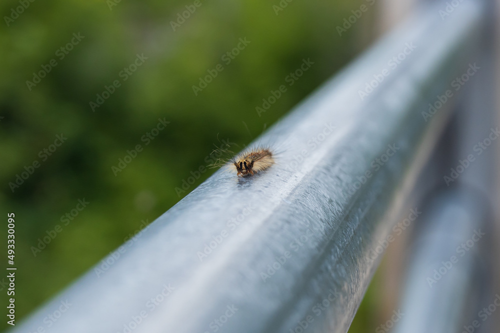Caterpillar on a steel pipe close-up Caterpillar on a steel pipe close-up