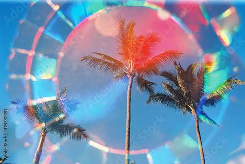 Palm trees in Hawaii with color photo