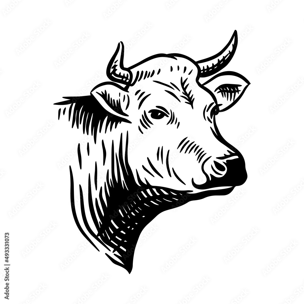 Cow head. Hand drawn sketch vector illustration in a vintage style ...