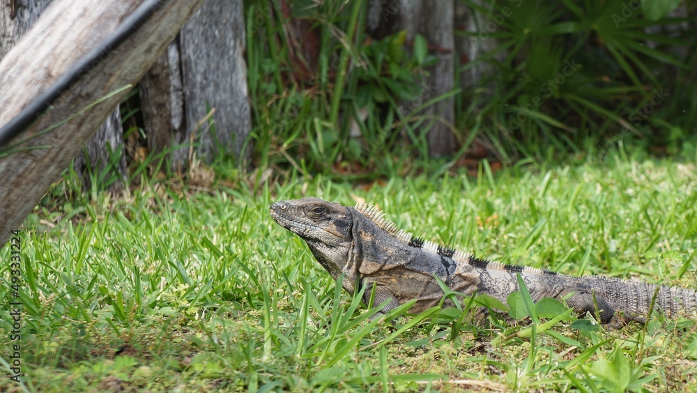 Gray scaled iguana on grass beside tree trunk Gray scaled iguana on grass beside tree trunk