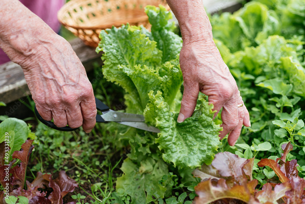 Harvesting lettuce Stock Photo | Adobe Stock