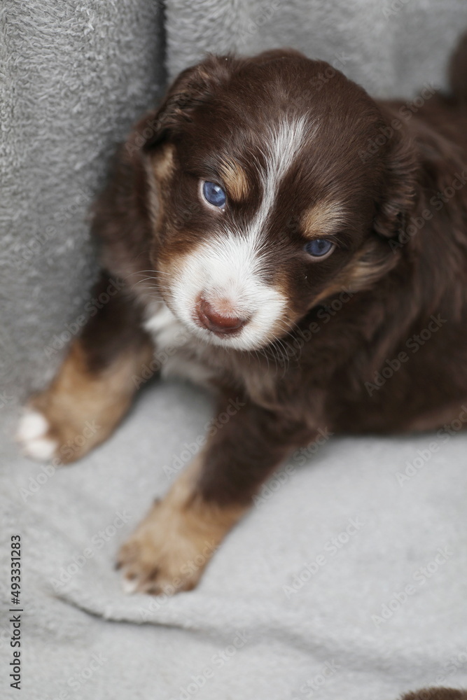 Mini Aussie Puppies Mini Aussie Puppies