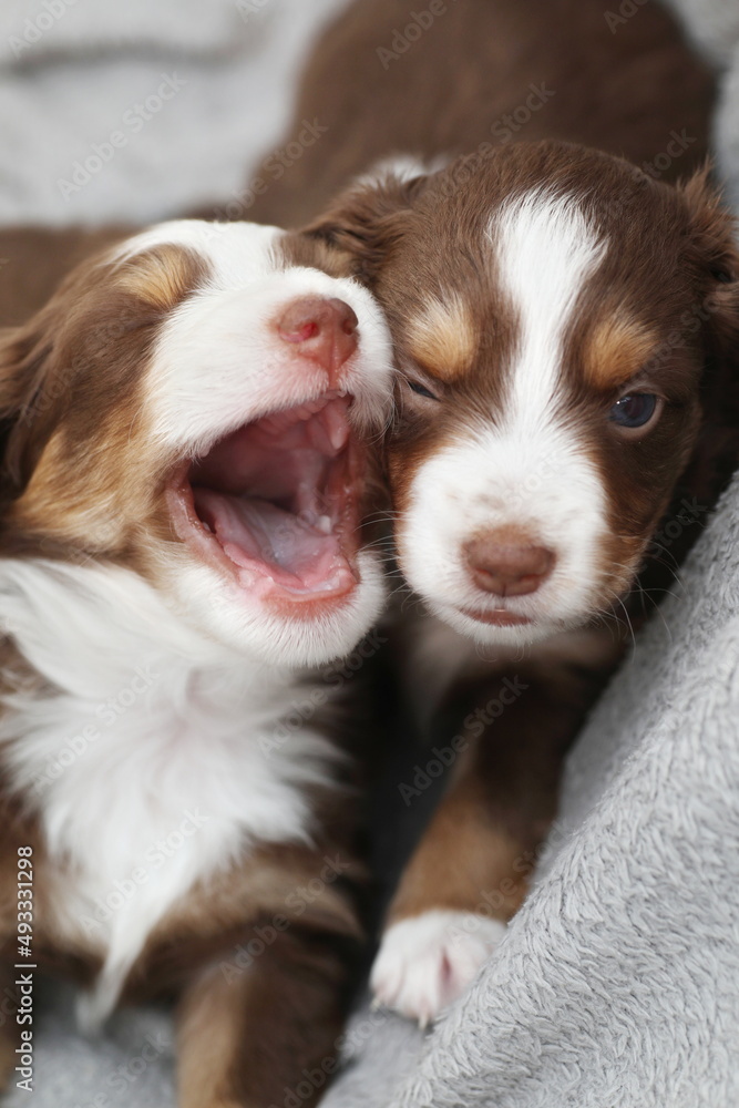 Mini Aussie Puppies Mini Aussie Puppies