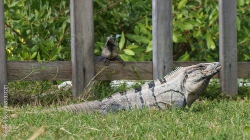 Iguana on grass, big gray-scaled lizard, beautiful reptile in front of wooden fence