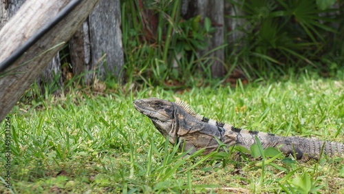 Gray scaled iguana on grass beside tree trunk