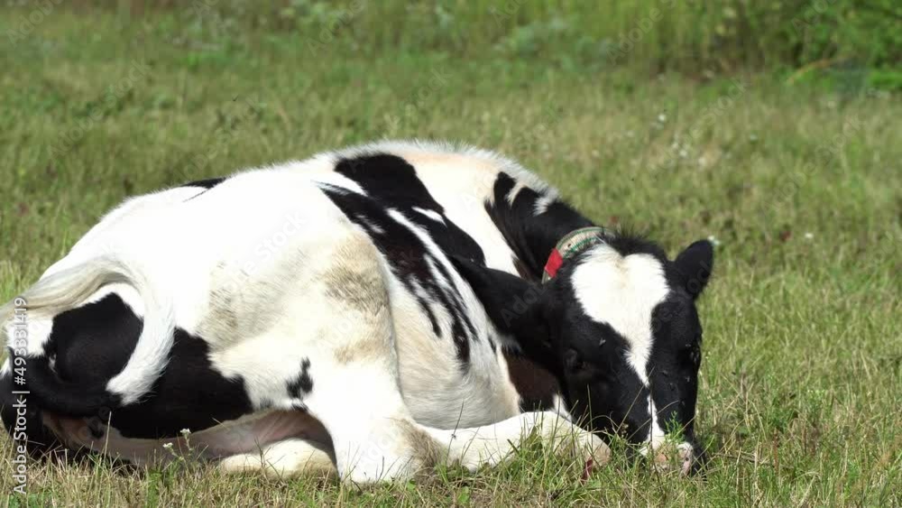 A young calf is lying on the grass on a sunny summer day. A cow drives flies away from her face with her tail while lying in a pasture. Animal husbandry and cattle breeding. A young calf is lying on the grass on a sunny summer day. A cow drives flies away from her face with her tail while lying in a pasture. Animal husbandry and cattle breeding.