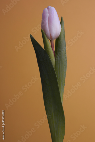 white tulip photo