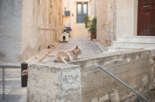 Cat in Ermoupolis, the capital of Syros, shines with a myriad of neoclassical mansions of exquisite taste and elegance, beautiful churches, and romantic alleys