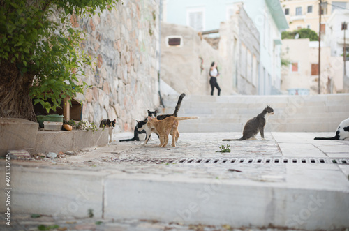 Billede på lærred Cats of Syros Island in Greece Ermoupolis town with neoclassical mansions of exq