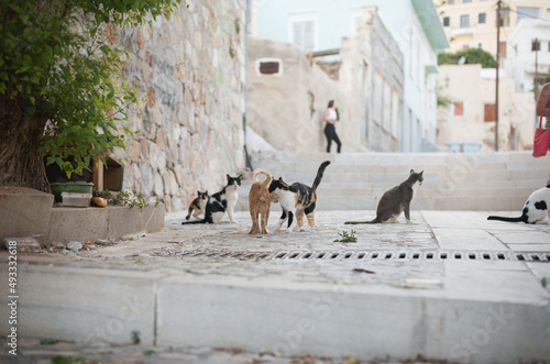 Carta da parati Cats of Syros Island in Greece Ermoupolis town with neoclassical mansions of exq