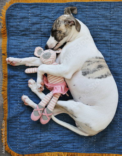 Cute portrait of whippet puppy dog napping with toy photo