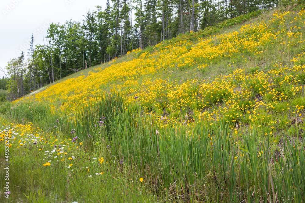Hillside of yellow flowers