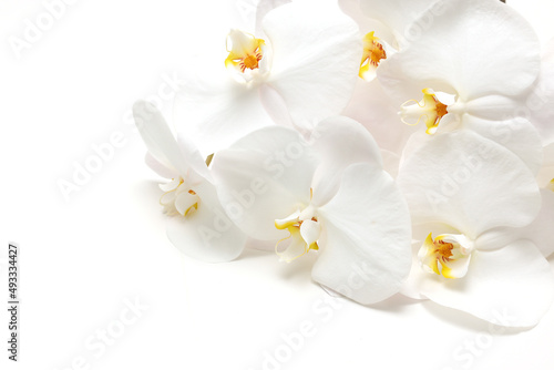白背景の胡蝶蘭