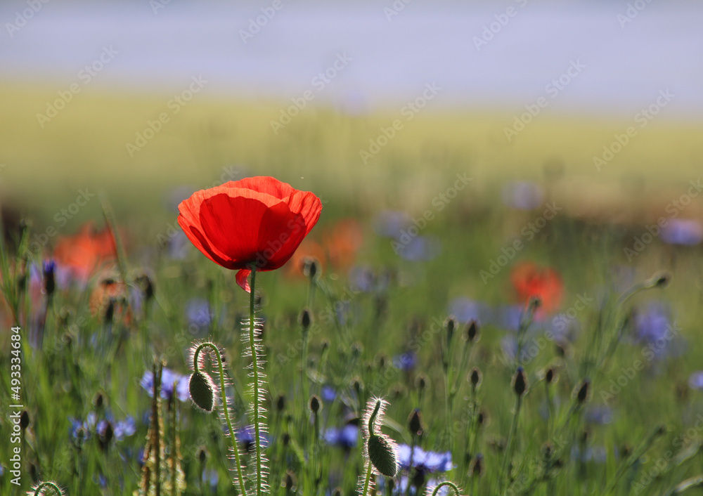 Obraz premium coquelicot rouge au milieu d'un champ de lin bleu
