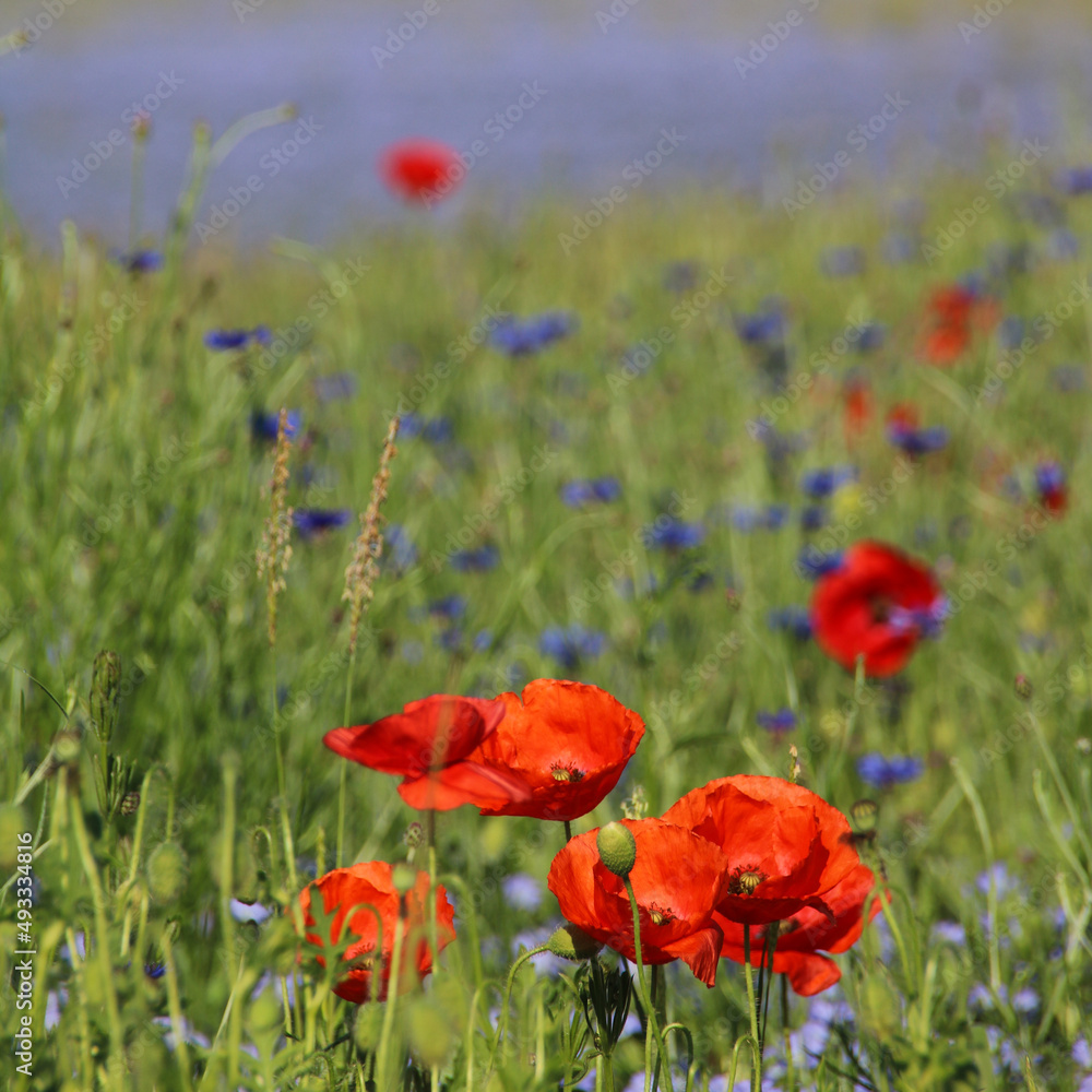 Obraz premium coquelicot rouge au milieu d'un champ de lin bleu