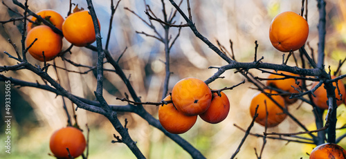 Ripe persimmon fruits hang on a branch. photo