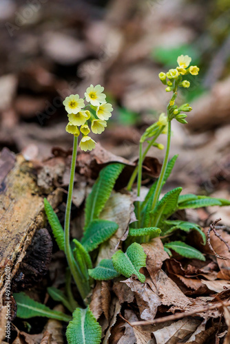 2022-03-17, GER, Bayern, Passau: Echte Schlüsselblume - Primula veris - im Wald