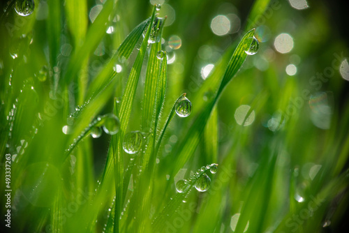 Nice morning dew on green grass close up macro photography nature with free space for text