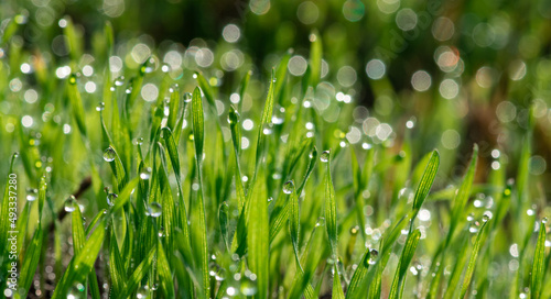 Nice morning dew on green grass close up macro photography nature with free space for text