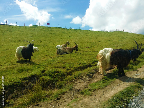  Goats and sheep graze on a Swiss ranch.