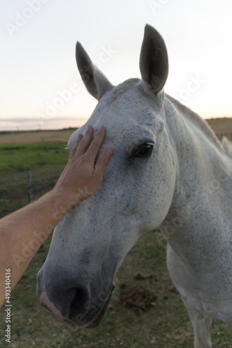 Mano acariciando un hermoso caballo durante atardecer en el campo. © Simón Segura