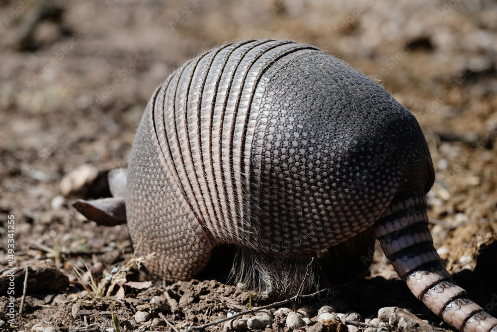 Obraz premium Nine-banded armadillo close up digging in winter dirt.