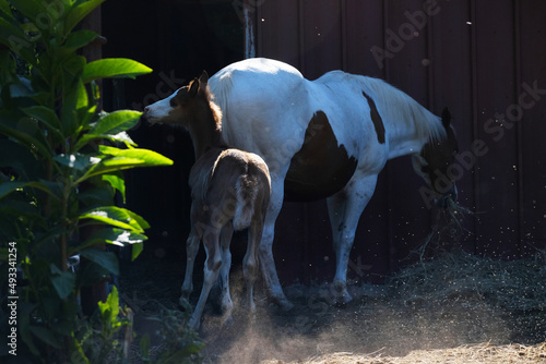 Paint horse mare with foal during spring season on farm.