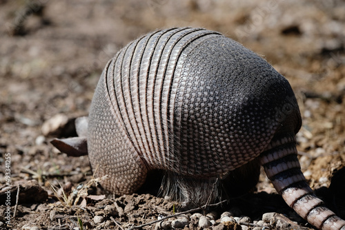 Nine-banded armadillo close up digging in winter dirt. © ccestep8