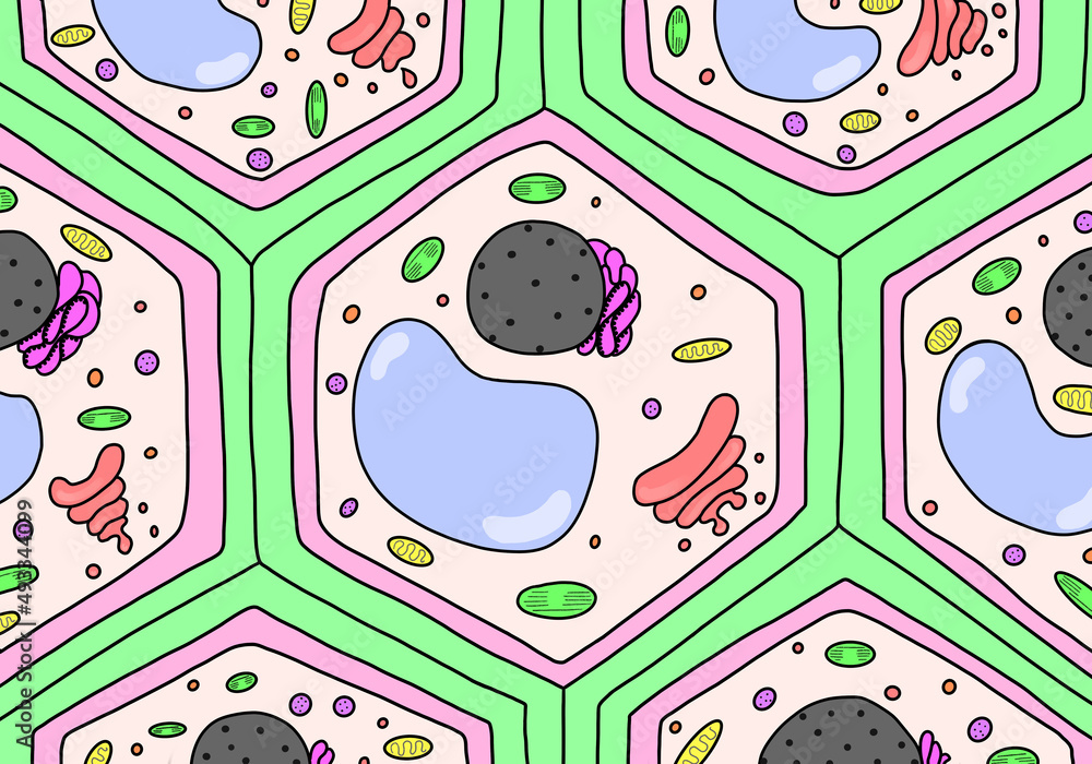 Picture of plant cell structure Picture of plant cell structure