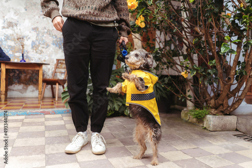 Happy dog standing on two legs photo