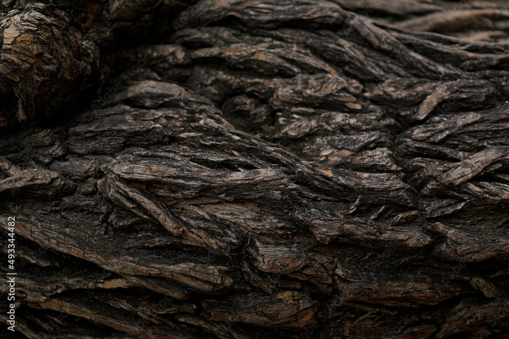 Background. bark of a tree