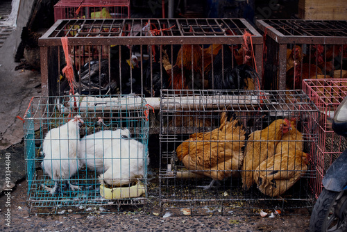 Chickens in a cage at a market in Anhui, China.