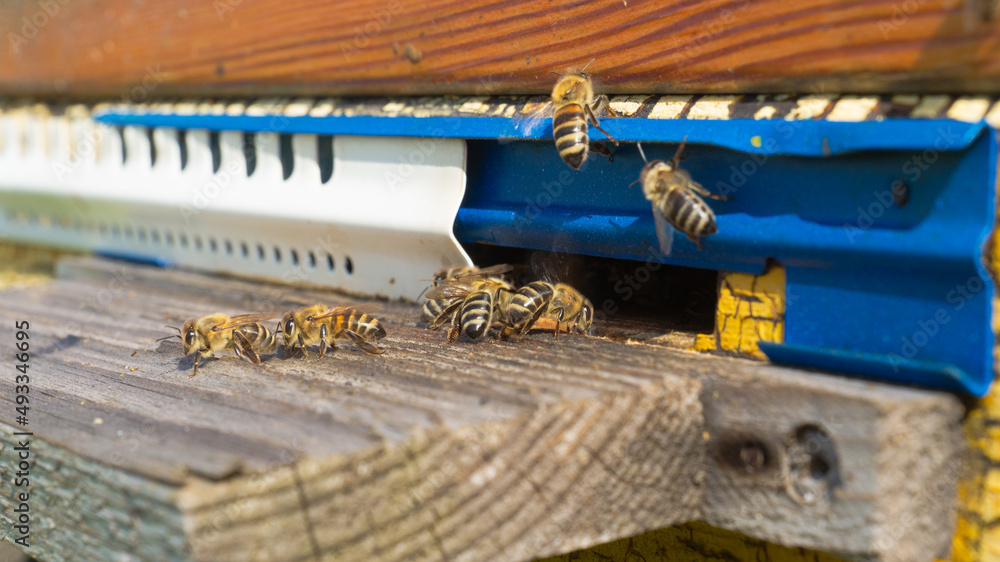 Rural apiary and honey production. Bee hive. A swarm of bees in a beehive in an apiary. Rural apiary and honey production. Bee hive. A swarm of bees in a beehive in an apiary.