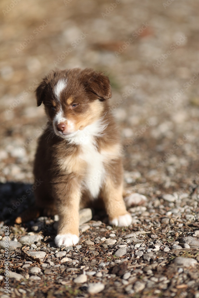 Mini Aussie Mini Aussie
