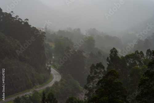 Forest road at rainy day