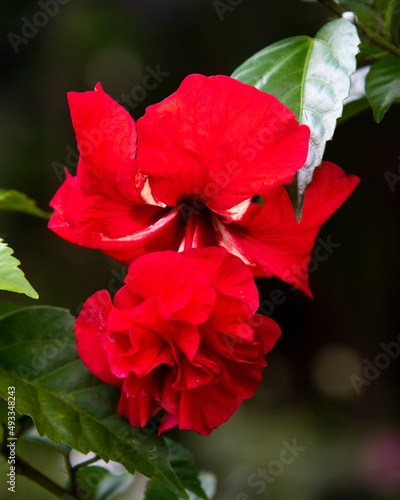 Single Red Hibiscus with green blurry background
