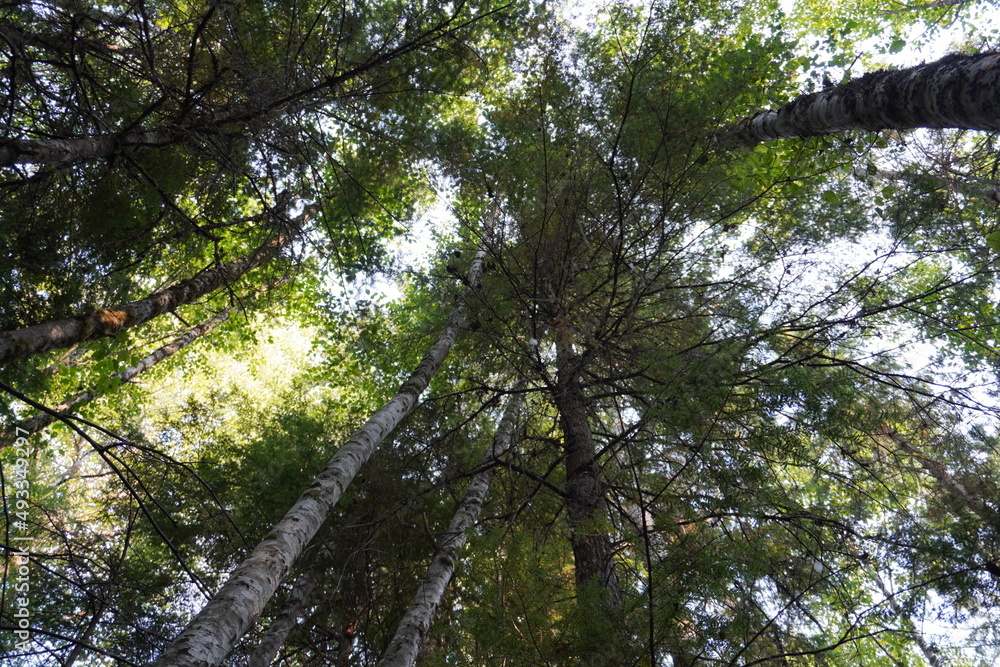 Fototapeta premium trees and sky