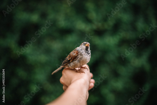 Little cute bird being friend with a human photo