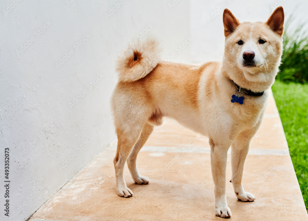 Shiba inu dog in a backyard Stock Photo Adobe Stock